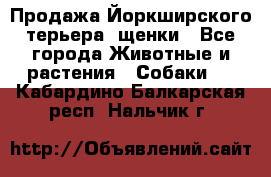 Продажа Йоркширского терьера, щенки - Все города Животные и растения » Собаки   . Кабардино-Балкарская респ.,Нальчик г.